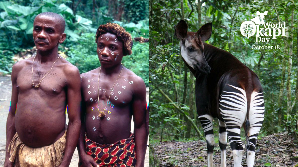Three days to #WorldOkapiDay! OCP conservation initiatives would not be possible without the dedication of local Okapi Guardians. ICCN ecoguards, local communities, and the indigenous Mbuti all contribute to the preservation of okapi and their critical habitat.