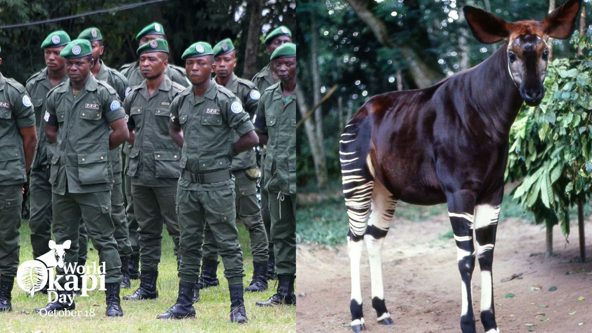 Okapi Conservation tweet media