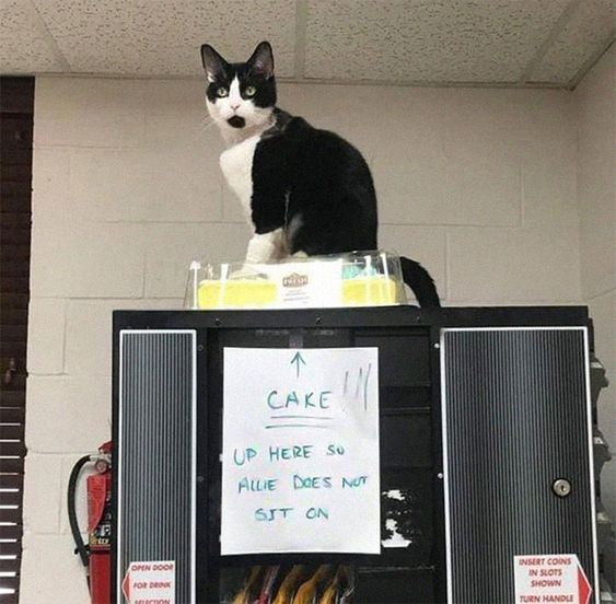WholesomeMeme's tweet photo. https://t.co/mKkz3qM1Dm