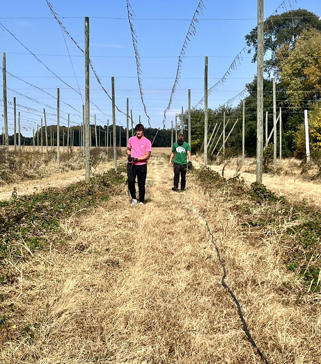 RoneeChristens1's tweet photo. Lovely day to put in hours and get in a little drip tube pick up workout. #hopyard https://t.co/sbIVhTgymf