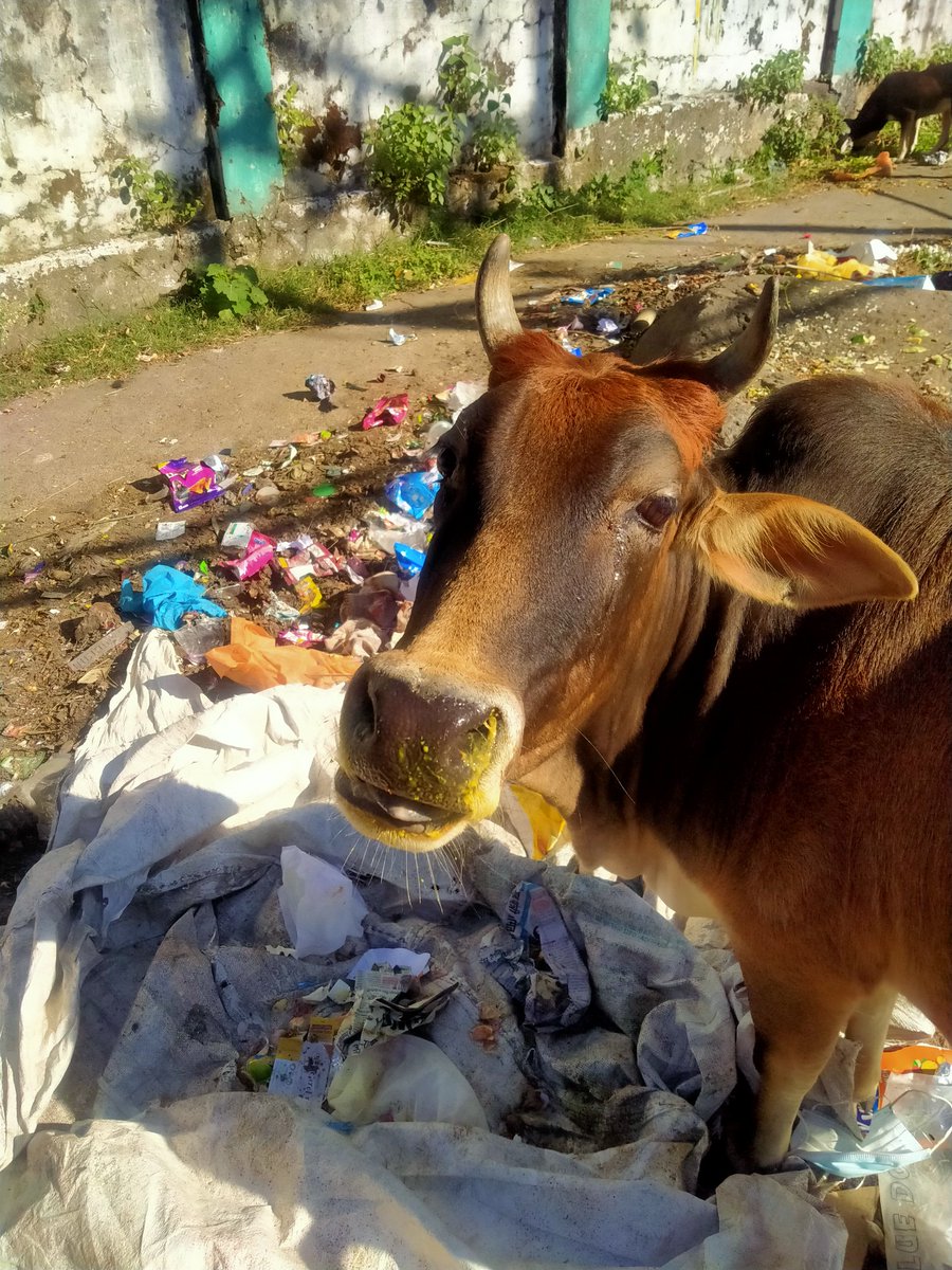 AarushiSood2's tweet photo. Abandoned cow and now she's pregnant.
Street life for her is like eating from garbage just to meet her hunger.
#feedstrayanimals #lovestrays #pashuholic #care #love https://t.co/0fQGI9el4i