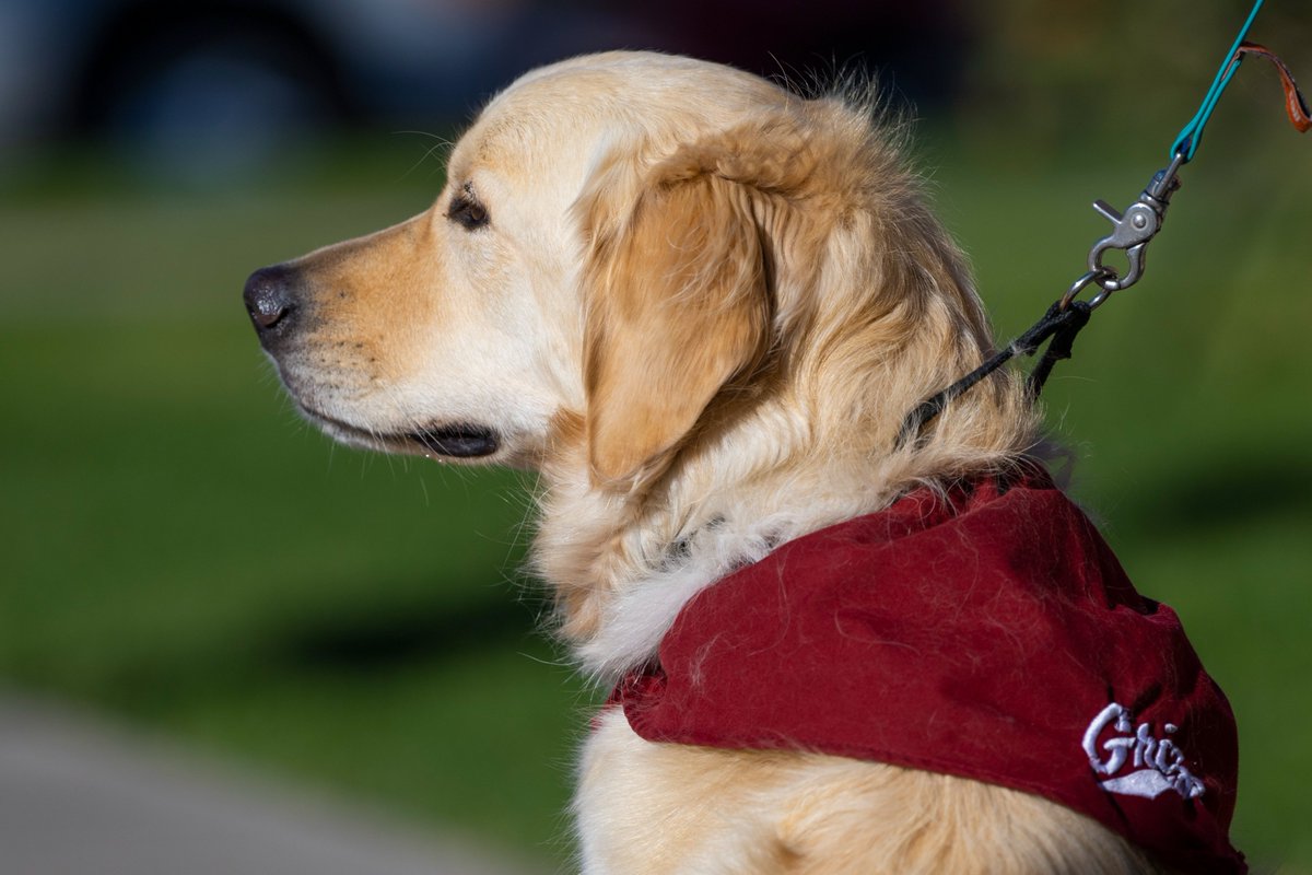 Montana Griz Football tweet media