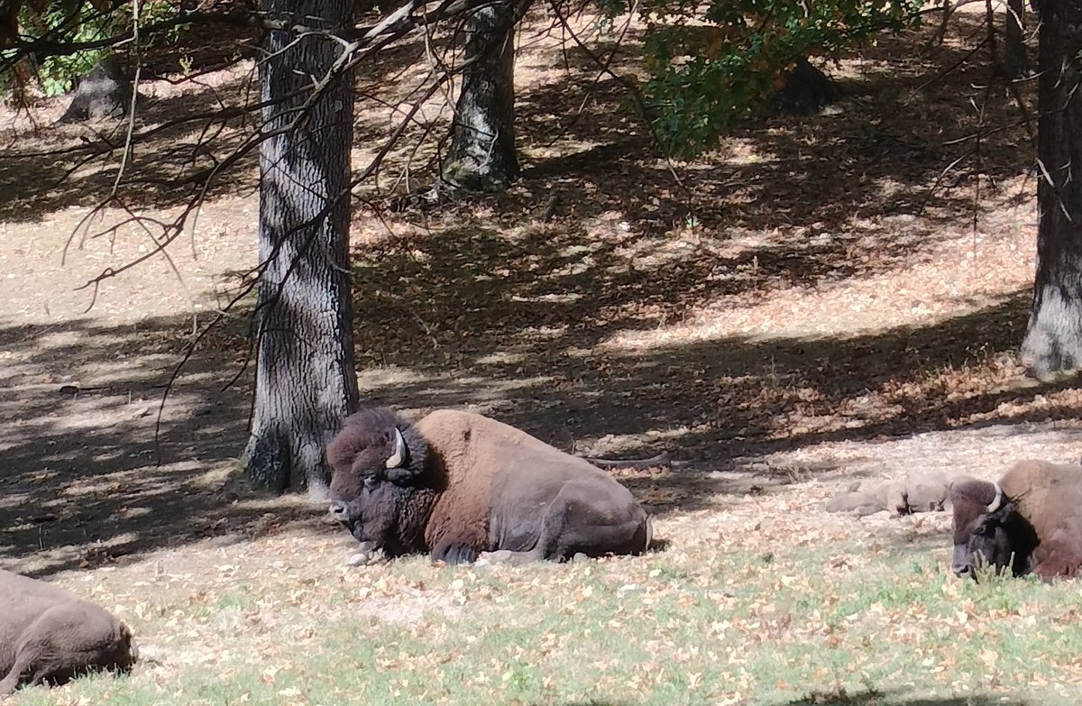Bison and elk in St Louis County