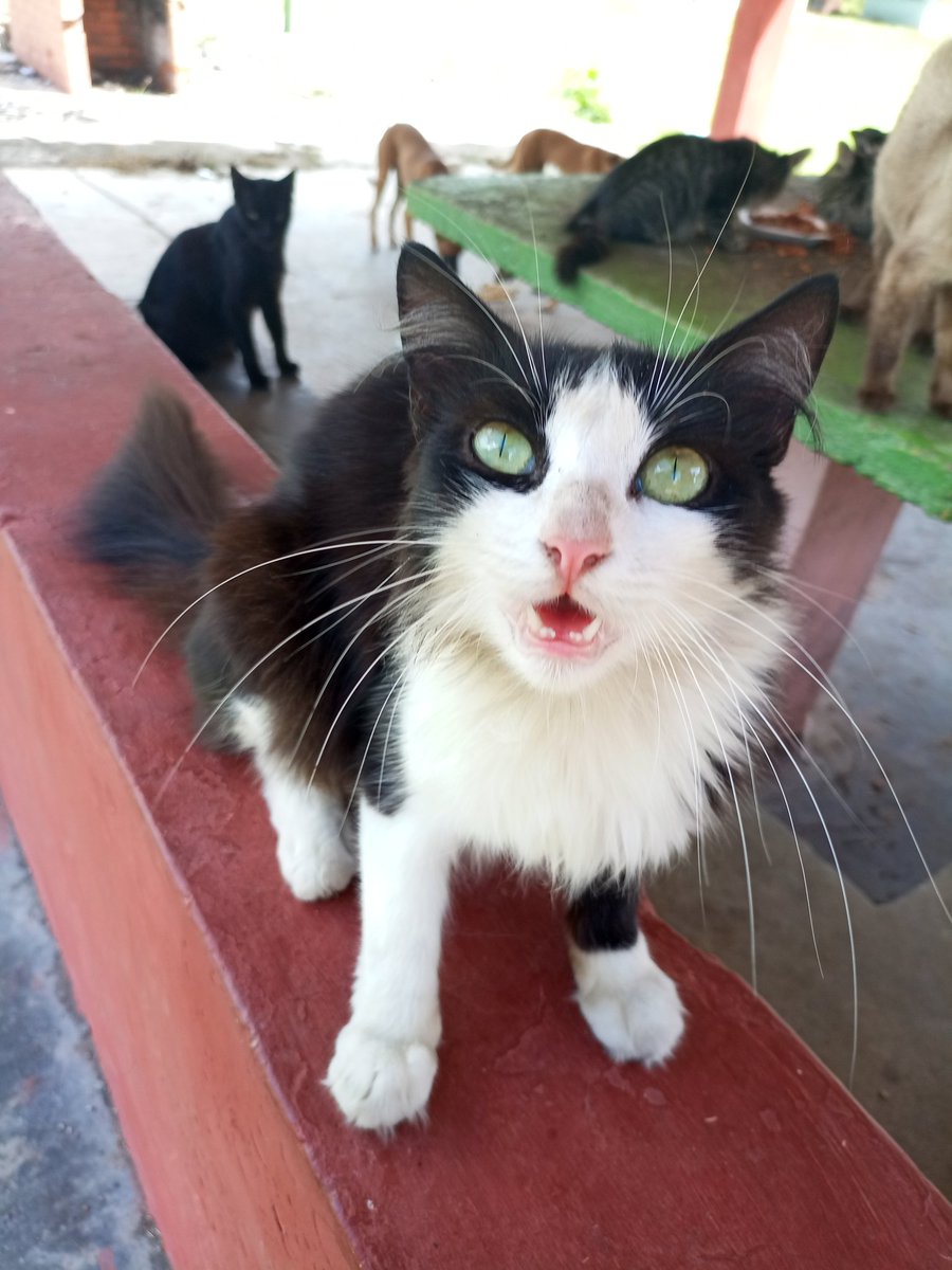 solanomarianam's tweet photo. #AyudarNosHaceBien #Maracay  #AdoptaNoCompres #Ayuda la manada de 😿😿😿 del club de profesores de la Morita1, No tienen #Alimento por favor Nos #Apoyas como puedas 👇 datos https://t.co/yH11yhYFjE