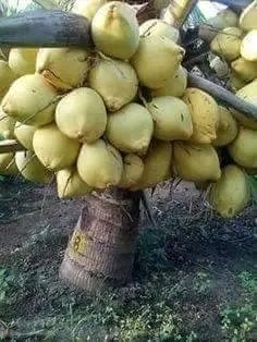 SetchemeJ's tweet photo. #RuralWomen 70% of #AgricWorkForce hold the power 2 #FeedAfrica
Make it happen:
#empowering them technically
#EndingVulnerability #DeliveringProtection
#Supporting #PIV #EVAWG
@UNWOMEN_SL provide a blend of #EconomicEmpowerment #ending_SGBV #LeadershipDev.
#RuralWomensDay https://t.co/lw4In3CHfp