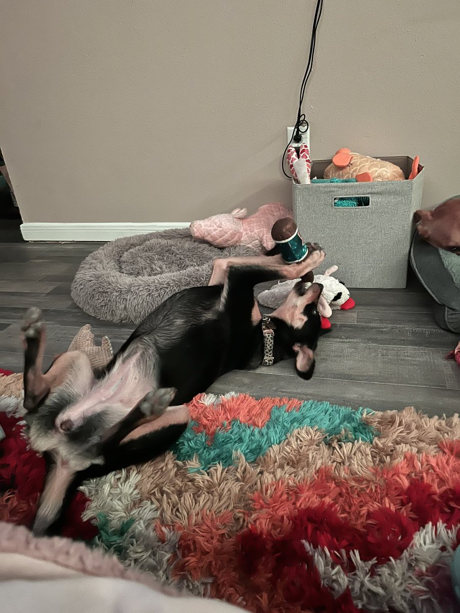 BaileyBae20's tweet photo. Just a little doggie update 🐾🥺🦴🐶 https://t.co/bdz2gXlqnD
