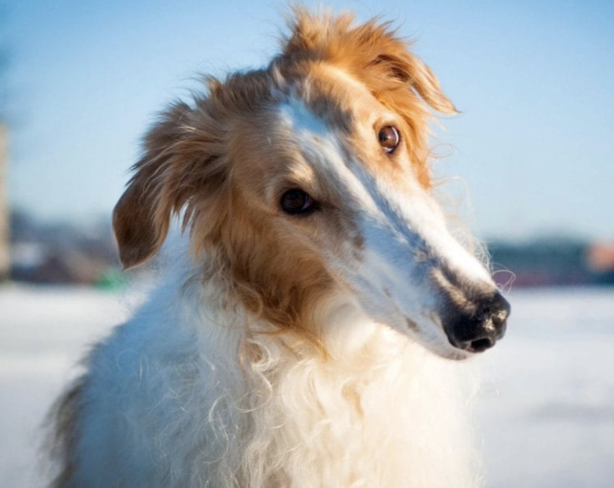 Spinachbrah's tweet image. OKAY LET'S SETTLE THIS!

LIKE FOR PITBULLS
RETWEET FOR BORZOIS