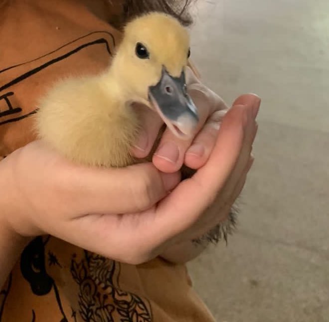 occ: não é só o yandra que ama patinhos, off também tem um <3