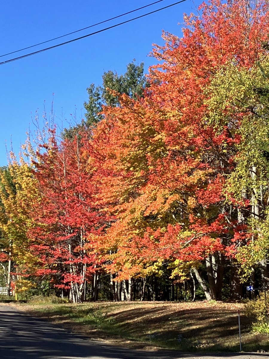 Spectacle gratuit! Merci la vie! #canada #automne #fallcolors