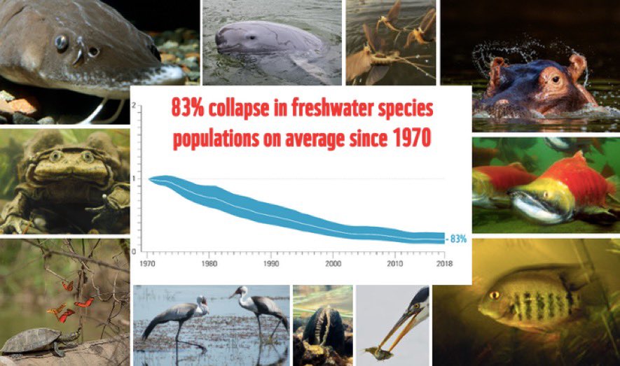 Living Planet Report shows a 69% decline of vertebrate #wildlife populations in less than 50 years Many will be surprised to know that freshwater fish populations declined a shocking 83%! A result of the immense pressure on rivers, lakes, wetlands Pollution Overfishing Dams Etc.