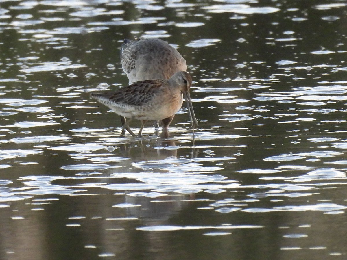 garrydwright63's tweet photo. Long-billed dowitcher huttoft pit late afternoon @Lincsbirding @LincsWildlife. https://t.co/2bwFFjtEMF
