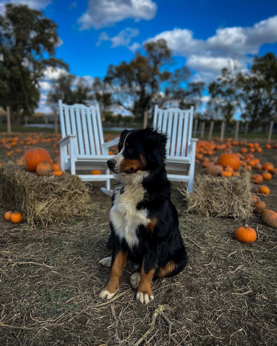 Pumpkin photo prompts 🤩

Kingston wanted to have his own photo shoot with the pumpkins and this is how it turned out.