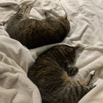 Photo by MPWs Chonky Cats (@MPWsFurballs)