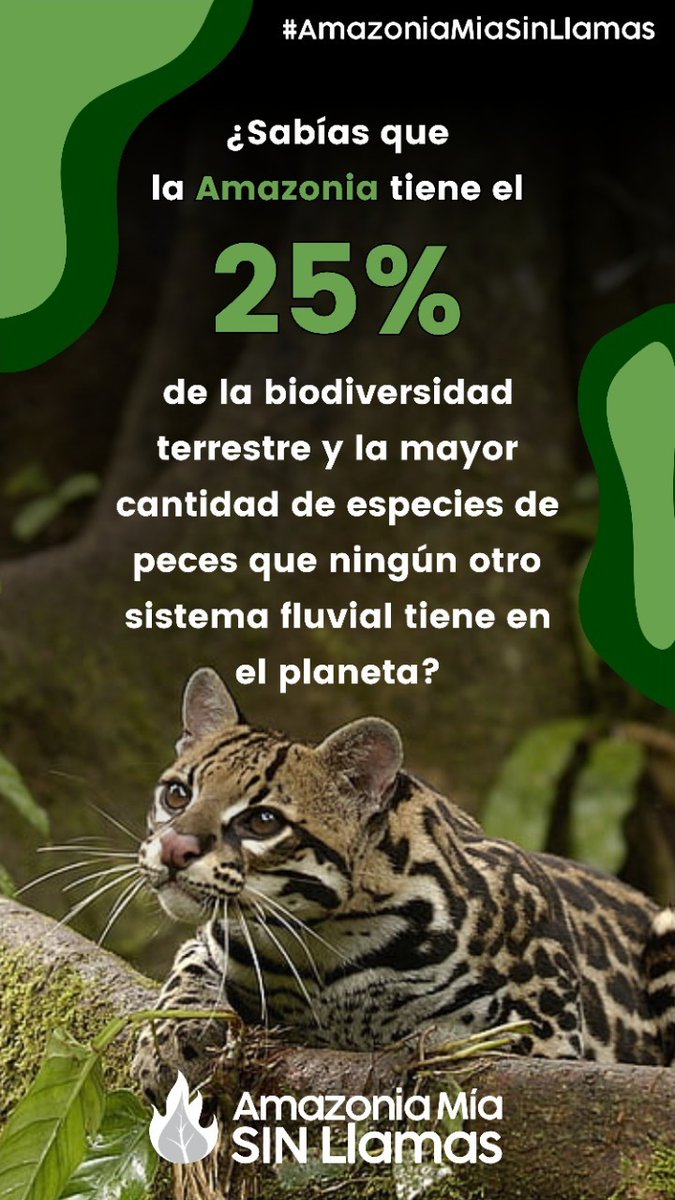 juventudestereo's tweet photo. Los árboles son los hogares de nuestras aves, sus hábitats. Las aves dispersoras de semillas, juegan un papel vital en la conservación de los ecosistemas. Quemar la selva es tan catastrófico como perder tu casa en un incendio. 
#AmazoniaMiaSinLlamas @PAmazoniamia  #Guaviare https://t.co/1PxgcnDkhl