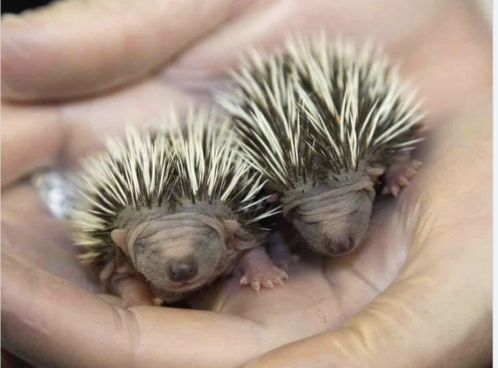 A couple of baby porcupines. I hope you don't mind them in your newsfeed.