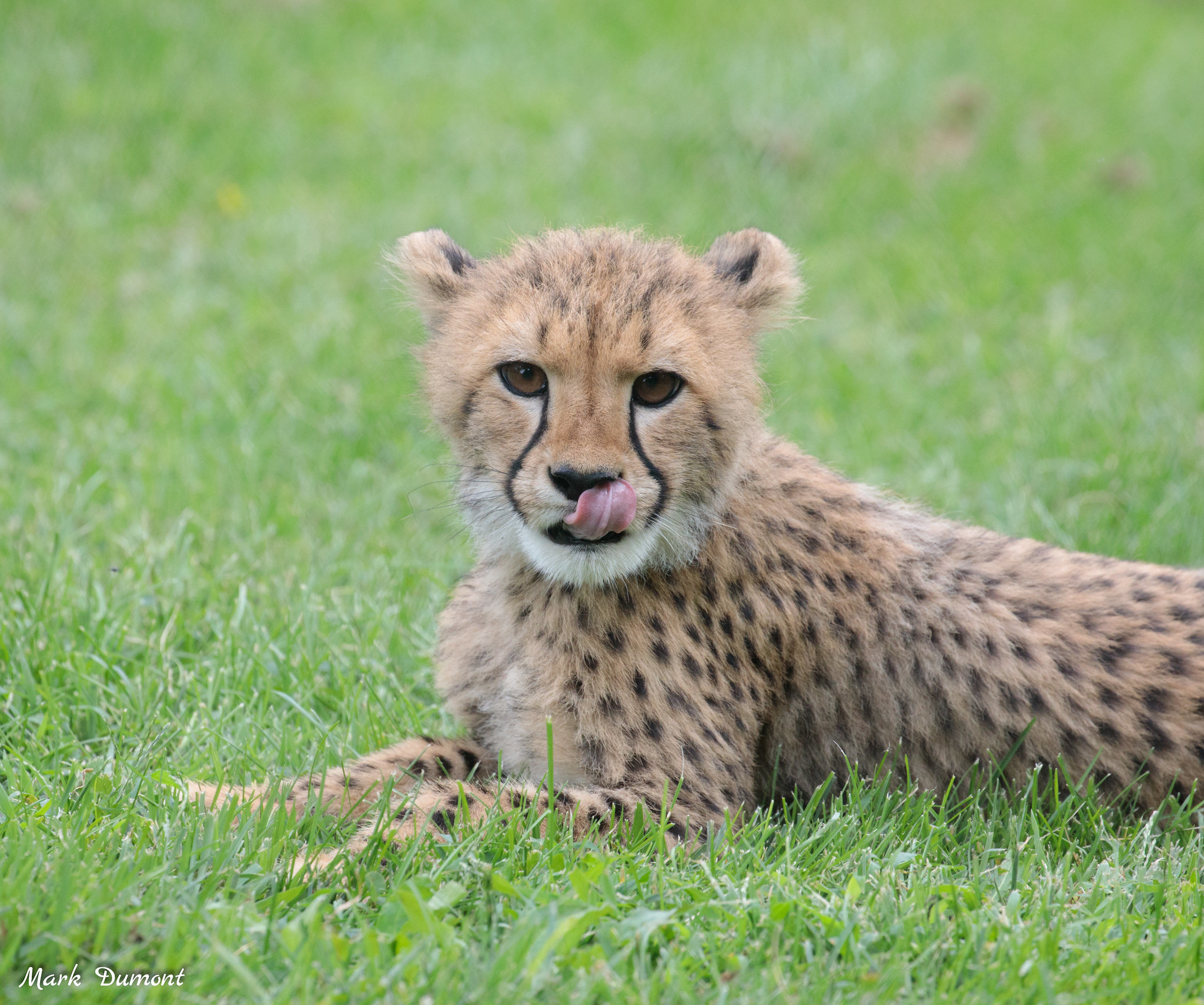 Cheetah Family – Terra by Battat