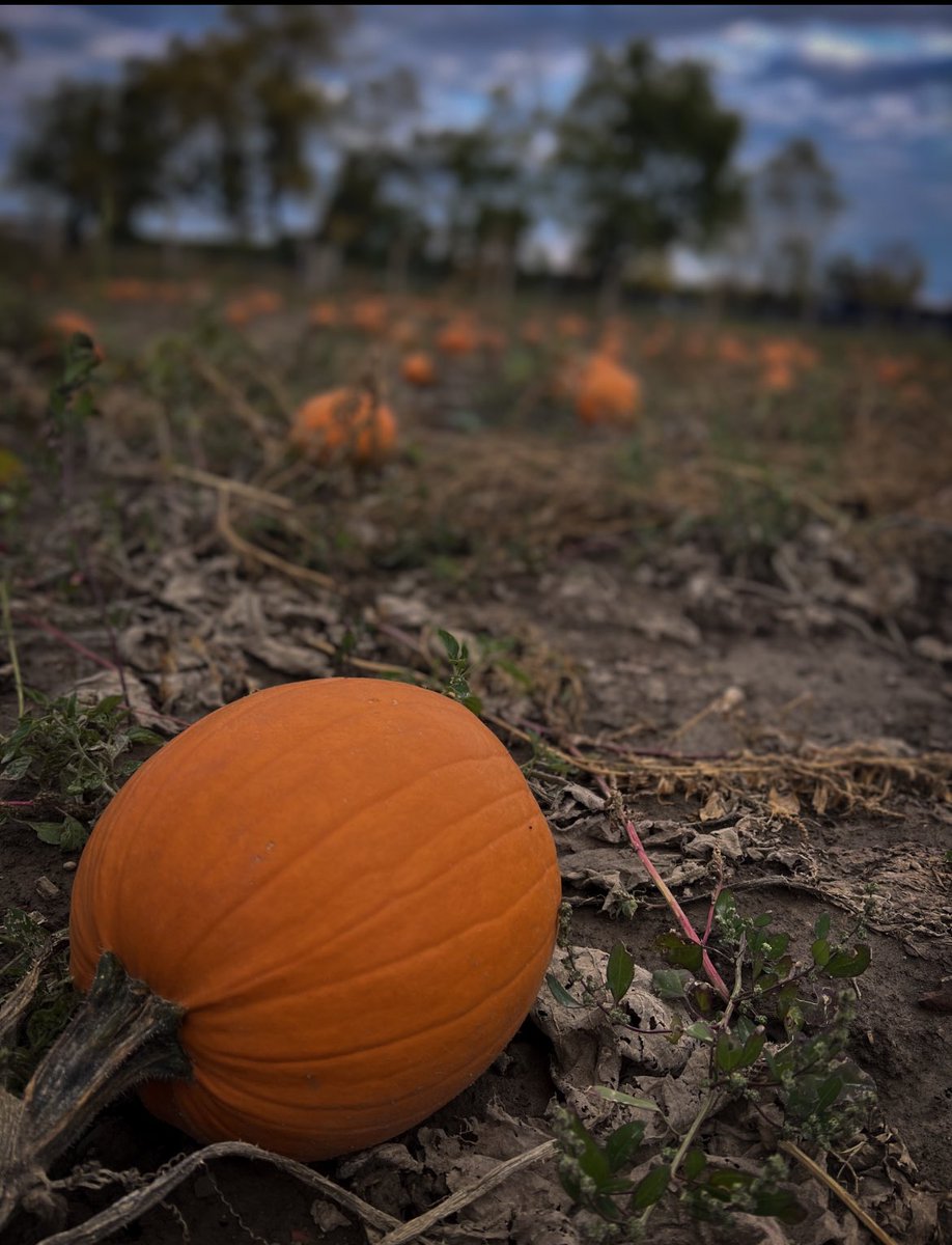 Pumpkin PYO is now available! 

Get a big pumpkin for $5 or a small one for $2! Open for PYO Thursday’s to Saturday’s, 10AM - 4:30PM!