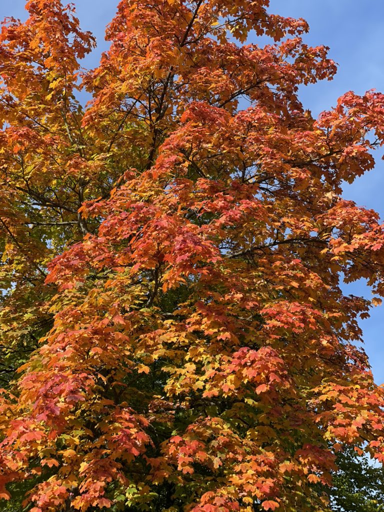 itsrlu's tweet photo. My favorite season 🍁🍂 #AutumnVibes https://t.co/PqnVyXXYCD
