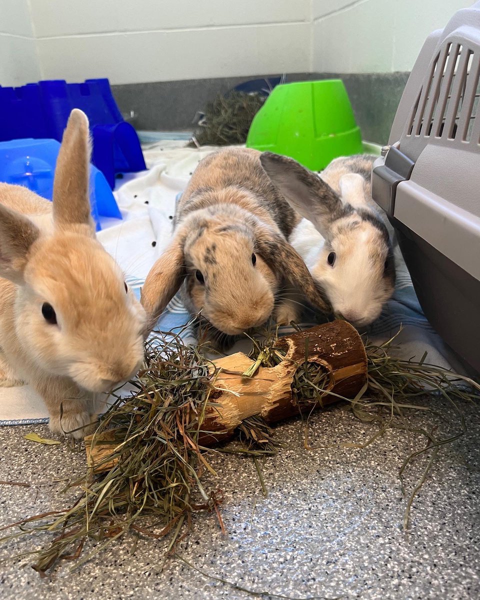 GuelphHumane's tweet photo. The animal care team’s enrichment game is 🔥🔥🔥today!

Saturdays are for spoiling the small animals! 

📸 from Animal Care Superstar, Laura 🌟

#Guelph #Guelphpets https://t.co/mLUiEAHNIa