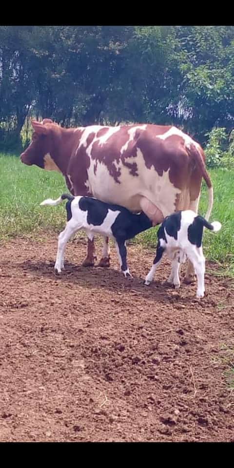 NgaruyeFarm's tweet photo. Weekend mood 😊😊 https://t.co/2EYGvvEmqV
