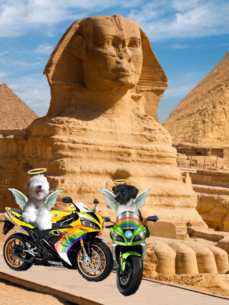 markblk9779's tweet photo. Tibetan Terriers Angel Lottie and Angel Molly are ready for #theruffriderz ride to Egypt. Pic by the wonderful Angel Bella Basset @basset_bella @AngelBellaBikes https://t.co/X0qtc87L8p