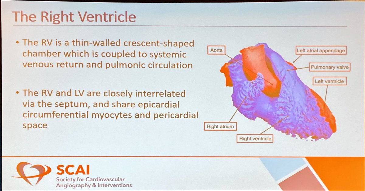 JuliettePower44's tweet photo. RV Shock with @SarahGorgis
⚡️ Identify RV failure early
⚡️ Goal: CPO >0.6, PAPI>1 with 24 hrs ➡️ improved survival (80%)
⚡️ Optimize preload, afterload, contractility, and synchrony
⚡️ Consider RV-MCS https://t.co/ADZ5uCmsNE