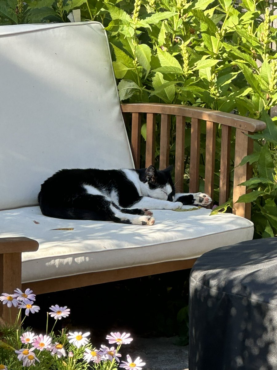 realDJSui's tweet photo. It has come a mutual understanding that we now an outdoor cat, Book. Book first appeared in our yard a few months back, was very skittish but slowly warmed up to our peace offerings of wet food. Of course none of our indoor critters know they now have a sibling though. #Caturday https://t.co/P11gNqBEXi