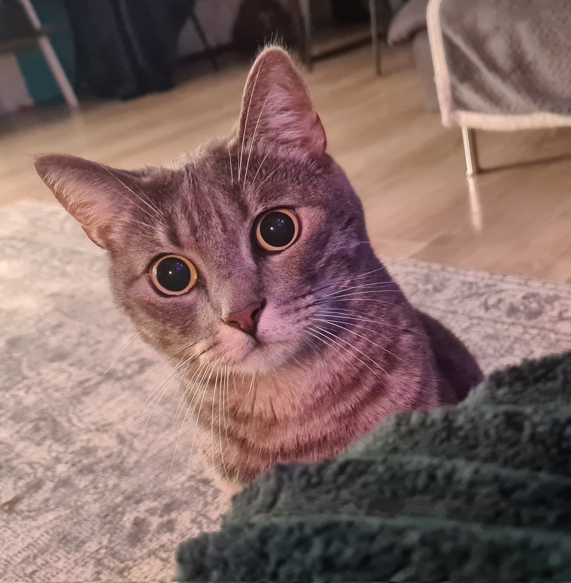 May I attack you and bite your fingers?

#CatsOnTwitter #cat