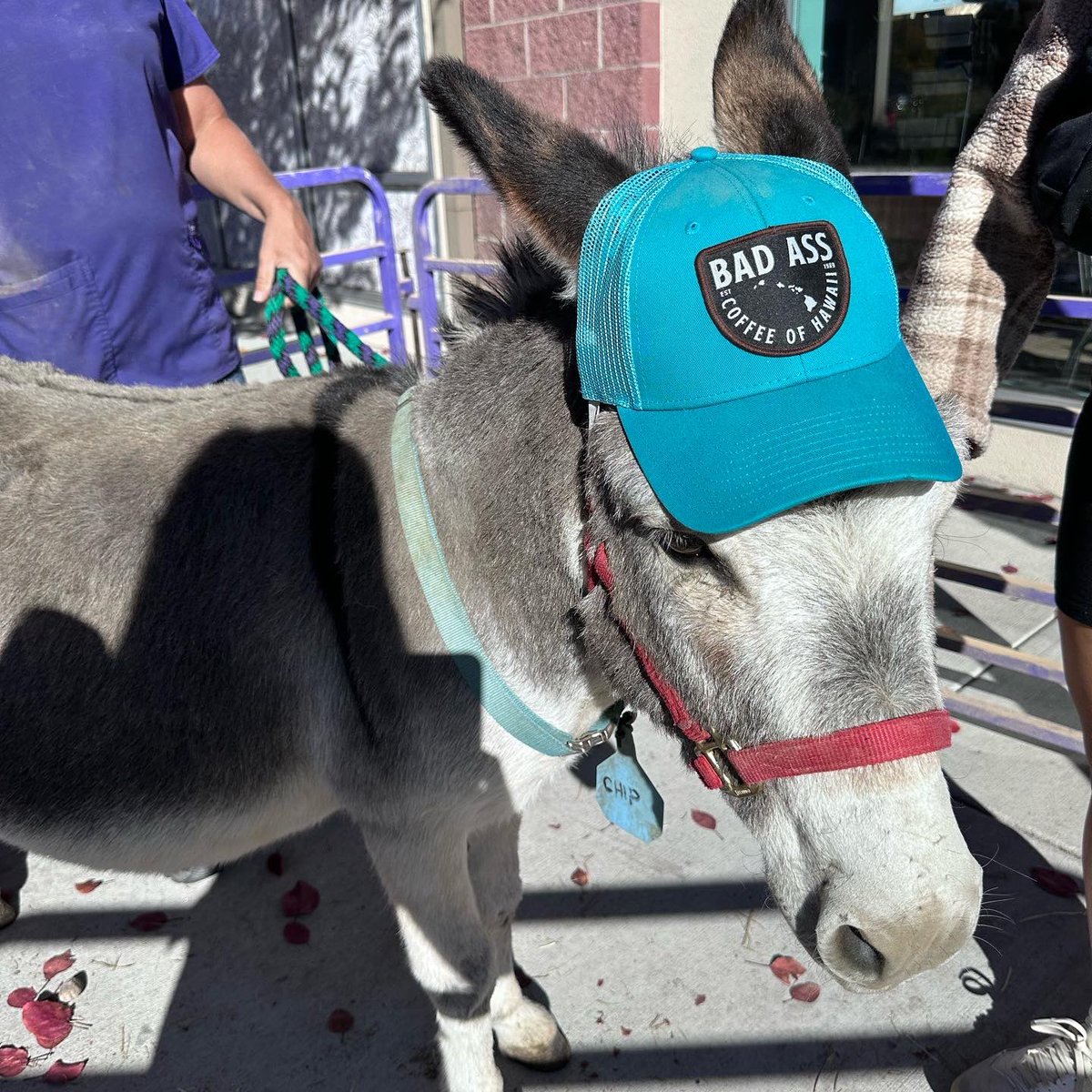 LonghopesDonkey's tweet photo. Longhopes’ staff Julie and Victoria spent the morning at Bad Ass Coffee of Hawaii @badasscoffeecolorado  saying hi to all coffee lovers and animal lovers
We enjoyed delicious coffee and Chip loved all the attention! Thank you BadAss Coffee for having us and loving on Chip! 🥰💜☕️ https://t.co/yov5kDjJqY