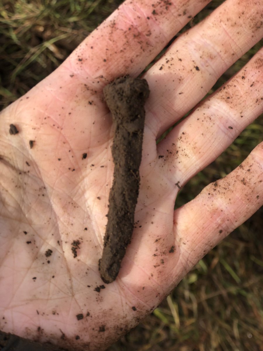 Todays metal detecting find on the outer edge of test pit 23….. wonder what this nail held fast? @CullodenNTS @cullodenbattlefield <a href="/NTS_archaeology/">NTS Archaeologist</a> <a href="/NTS_archaeology/">NTS Archaeologist</a> <a href="/bordersheritage/">Borders Heritage</a> @field_society