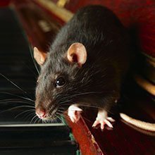 PestControlBuzz's tweet image. If you suspect Rodents, Contact Westfalls Pest Control 
 Immediately: (941) 761-0125  Rodents can carry more than 35 diseases that pose a danger to humans, according to The Centers for Disease Control. These diseases can be contracted by coming into contact with rodent feces, sa