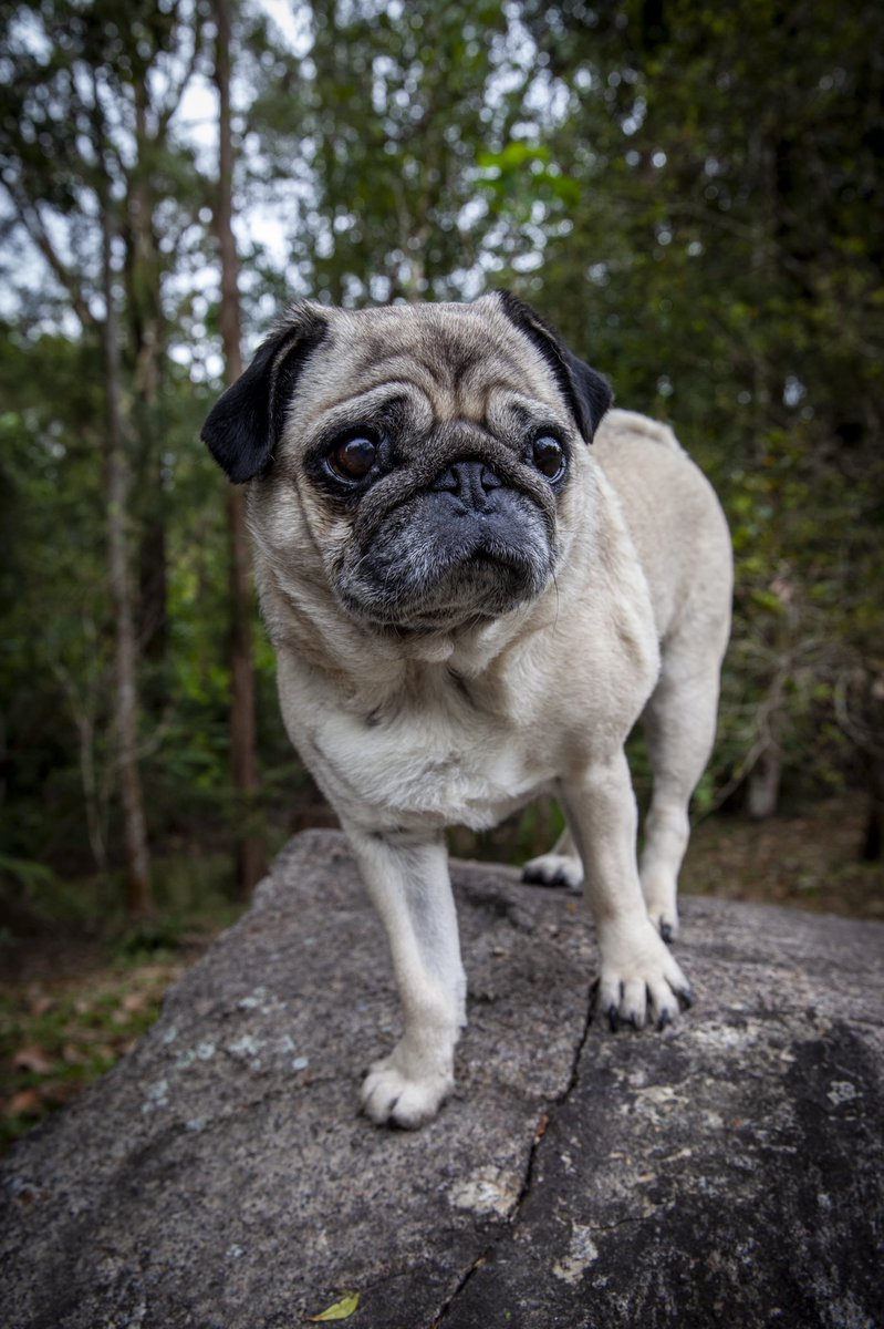 TerriIrwin's tweet photo. #NationalPugDay rocks! https://t.co/7uXaoVZUQK