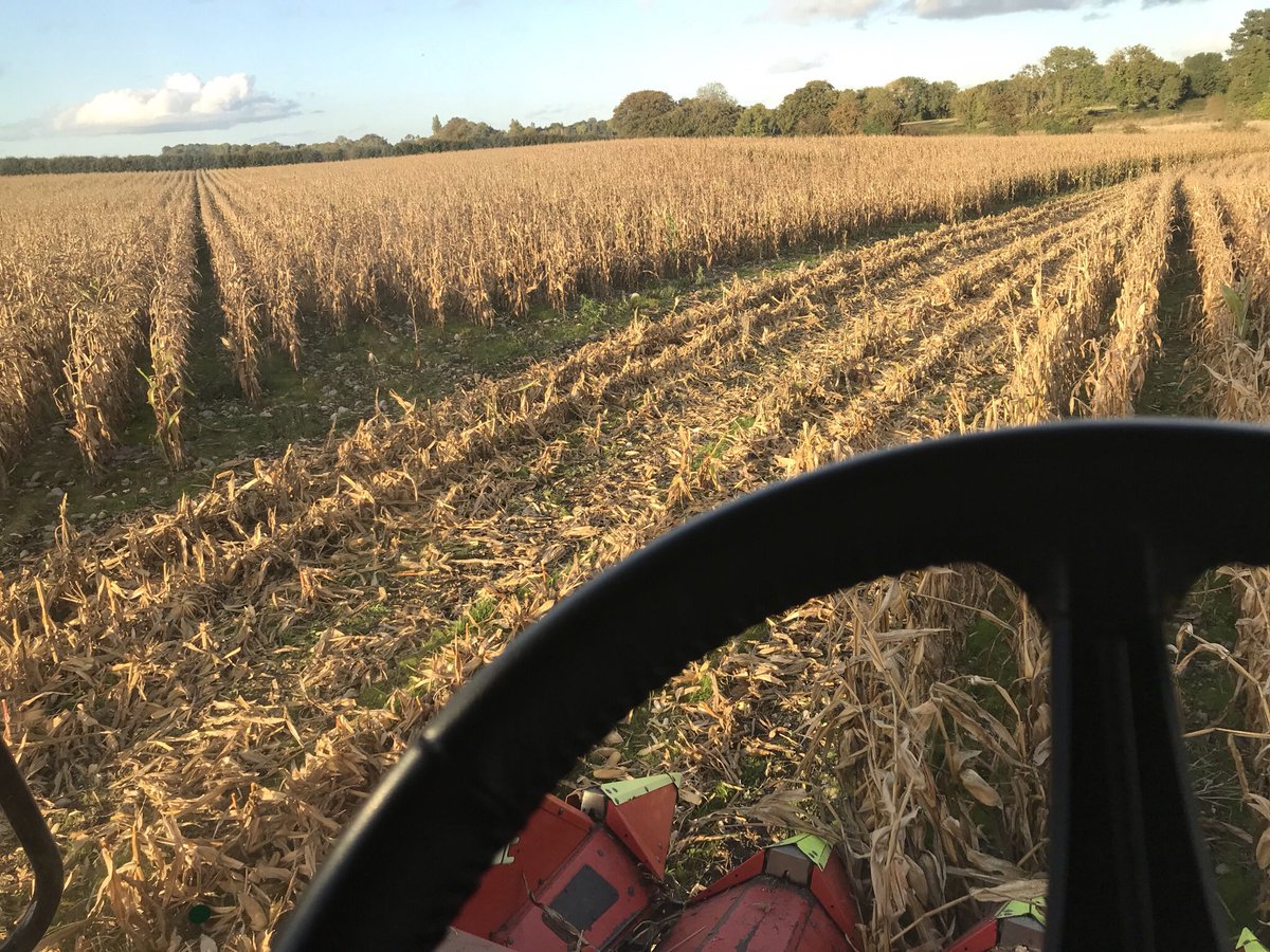 garrettmalt's tweet photo. @ChurchOfOak Just livin’ the dream🌽😅😎 https://t.co/Ul0KRfR1t3