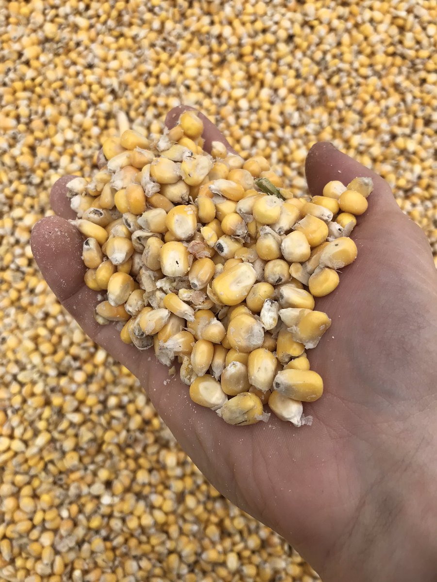 <a href="/ChurchOfOak/">Church of Oak Distillery</a> Just livin’ the dream🌽😅😎