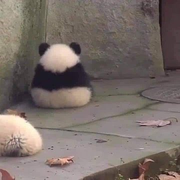 PandaDiiary tweet picture