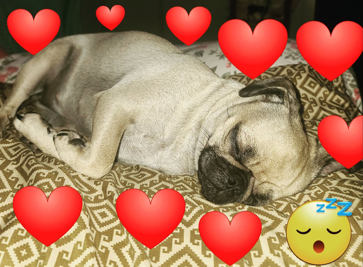 BatinTina's tweet photo. Happy National Pugs Day! Love Gracie ❤️ https://t.co/GA4PIfLzIu