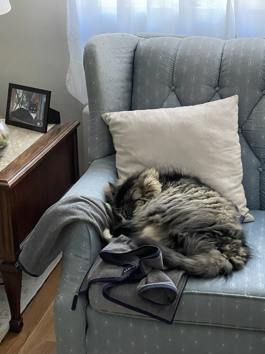 Holly Purr⚜️ tweet media