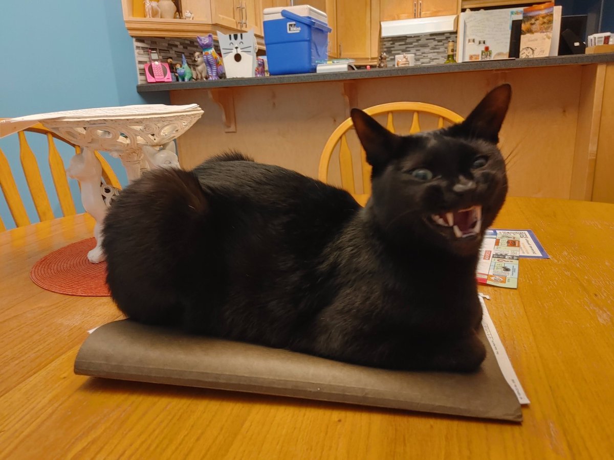 Jeff_T_Cat's tweet photo. EMBRACE THE SCRUNGE OF JEFF 😈 (Note: Not actually evil, just looks it😸) #CatsOnTwitter #CatsofTwittter #BlackCat #cute #CuteCats #cuteanimals #Meow #kitty #Cat #cats #Scrunge #Scrungy #Skrunkly #Teef #Teefies #SayCheese https://t.co/8XNmJvZ4Z6