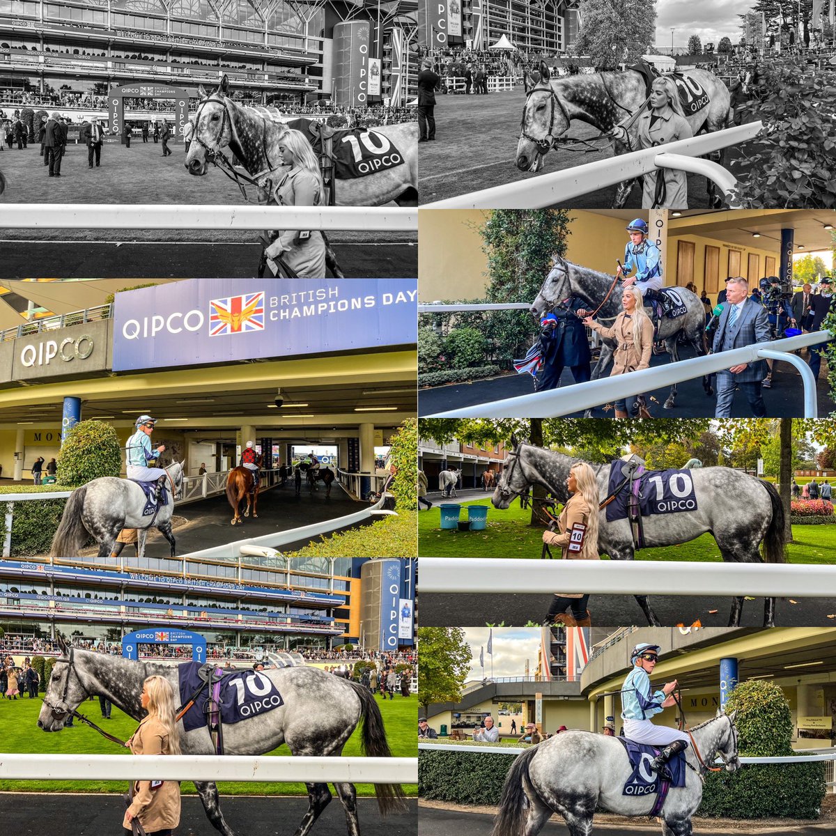 Shelir⚪️🔵

With his groom Nicole, put in a mighty performance to win a seriously competitive Balmoral Handicap at <a href="/Ascot/">Ascot Racecourse</a> 

Huge congratulations to David O’Meara, Jason Watson and Akela Thoroughbreds👏👏

#ChampionsDay