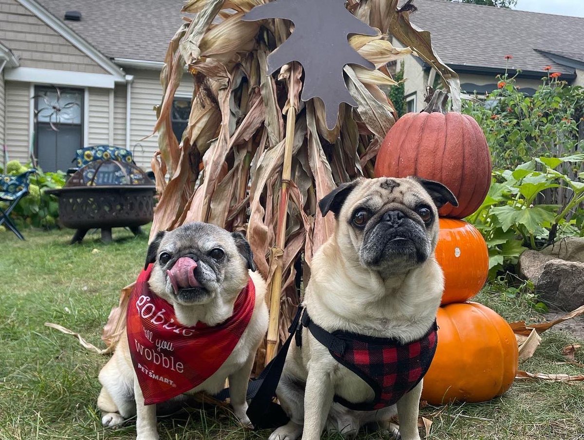 dinopirate's tweet photo. Happy National Pug Day from Harriet &amp; Carl!!!  So grateful to have these two goobers in our life.  
♥️🐾♥️ #nationalpugday #dogsofnokomis #puglife https://t.co/JAjjSlOkKC