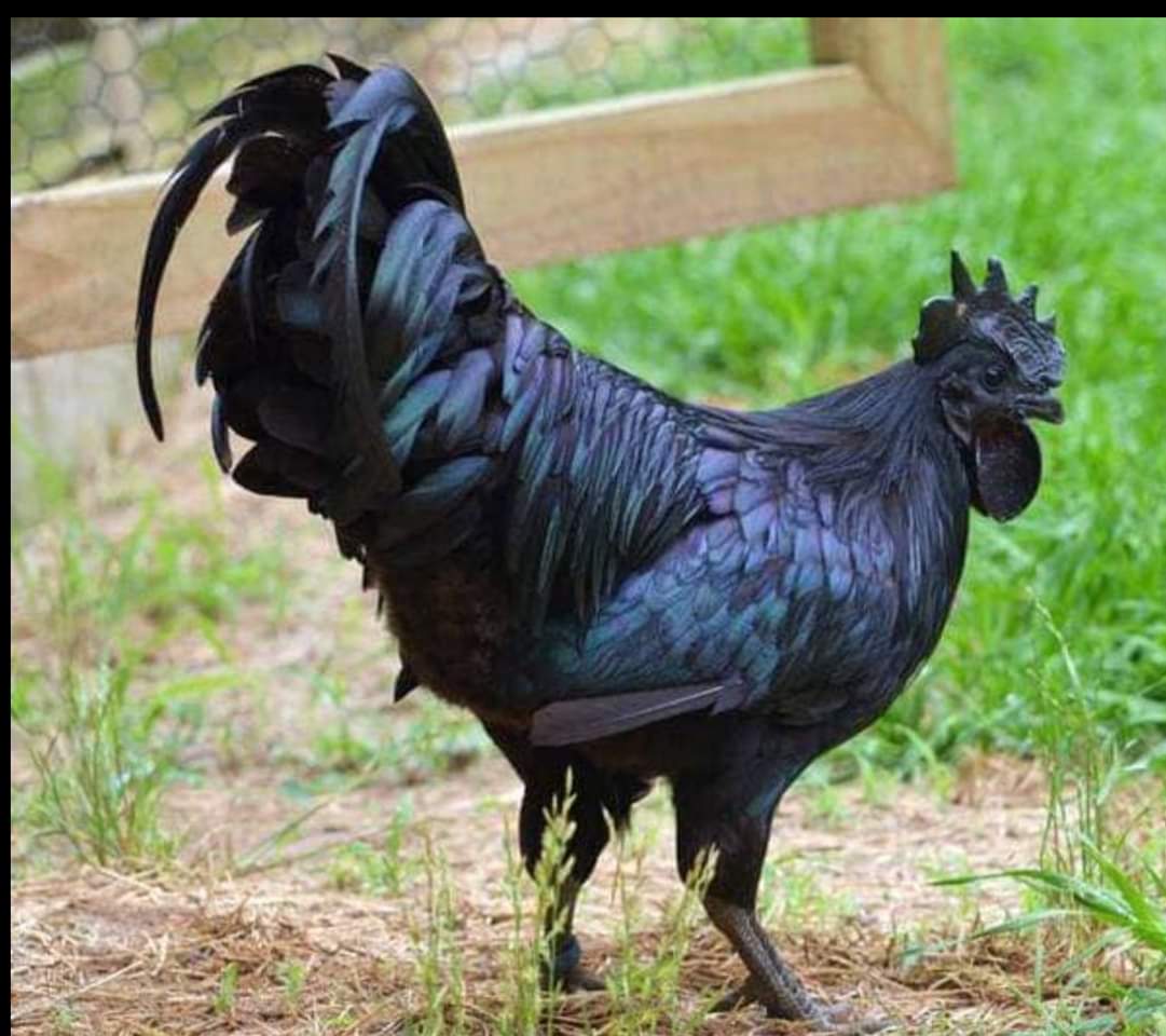 enocksserunkuma's tweet photo. Where have you ever seen such a breed of chicken fully black inside and outside even eggs https://t.co/lKEgVvMMrj