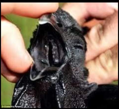 enocksserunkuma's tweet photo. Where have you ever seen such a breed of chicken fully black inside and outside even eggs https://t.co/lKEgVvMMrj