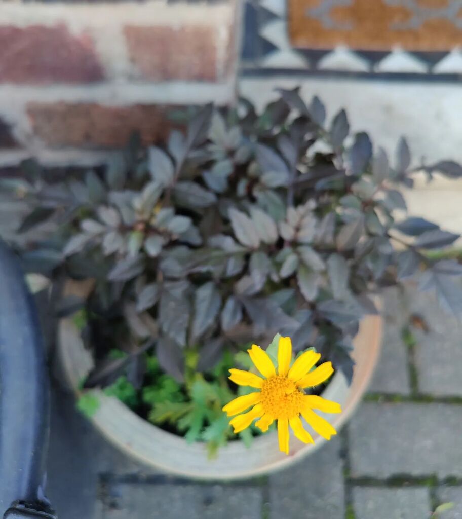 lotusbrook's tweet photo. A splash of #selfseeded autumnal colour in a dahlia pot π₯° #cornmarigold #wildflower https://t.co/lDkgSant7x