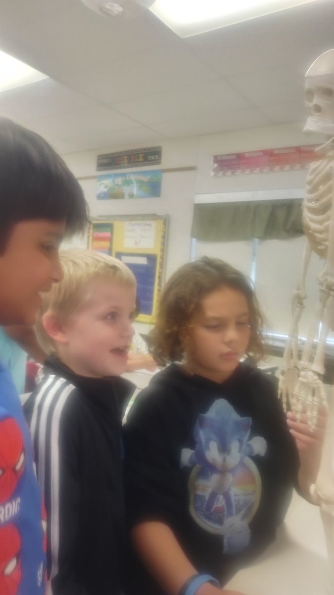 MrsGraceGreen's tweet photo. Our "bony" friend helped us learn about the skeletal system. https://t.co/eGL0PStMff