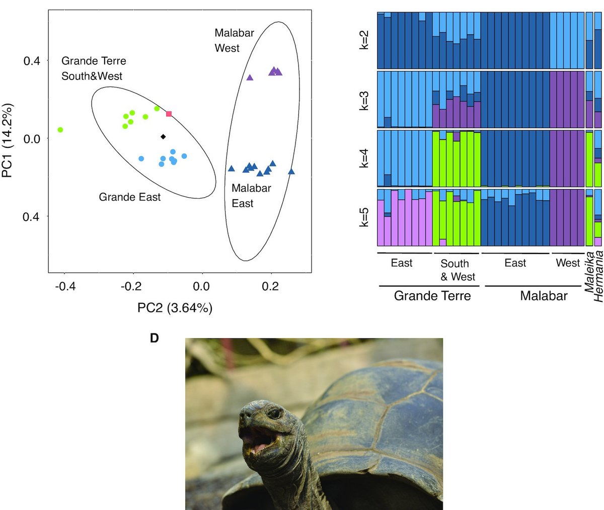 Bioinformaticx's tweet image. Chromosome-level genome assembly for the Aldabra giant tortoise enables insights into the genetic health of a threatened population

doi.org/10.1093/gigasc…

#Bioinformatics
#Bioinformaticx