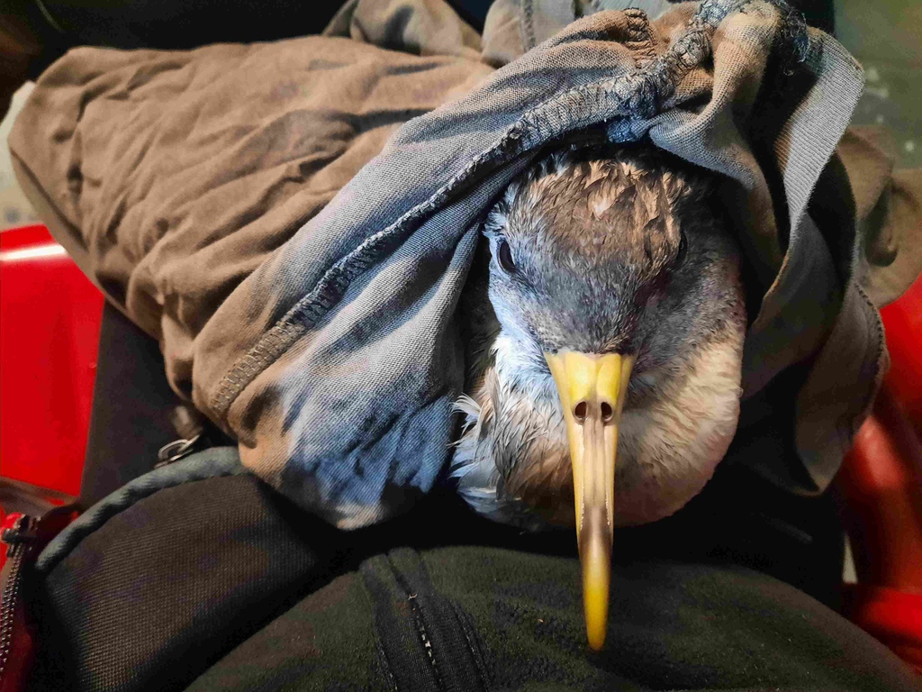 spea_birdlife's tweet photo. Até 15 de novembro, passaremos as noites a salvar cagarras.
Junte-se a nós:
Madeira: https://t.co/8eYZ0pZHij
Açores: https://t.co/QbIPnWt7bp
#LIFENAturaatnight #SalveUmaAveMarinha #SOSCagarro
@iac_astrofisica
@itccanarias
@munfunchal
@seo_birdlife
@LIFEProgramme
@cinea_eu https://t.co/8dp1xbvS12