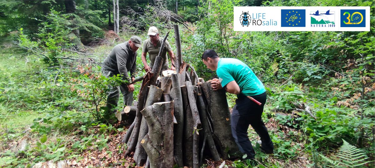LIFENatROsalia's tweet photo. Stopping and reversing the trend of #habitatloss of #saproxylicbeetles in #PutnaVranceaNaturalPark
#conservation #biodiversity #NatureConservationExperience
@LIFEprogramme #LIFENature
#APMVrancea #PVNPadministration #CCMESI #ACDB https://t.co/QvlrbNK5iX