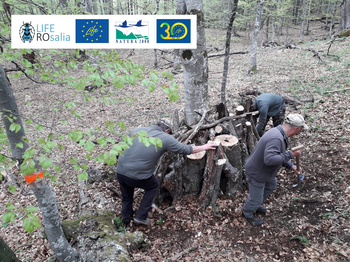 LIFENatROsalia's tweet photo. Stopping and reversing the trend of #habitatloss of #saproxylicbeetles in #PutnaVranceaNaturalPark
#conservation #biodiversity #NatureConservationExperience
@LIFEprogramme #LIFENature
#APMVrancea #PVNPadministration #CCMESI #ACDB https://t.co/QvlrbNK5iX