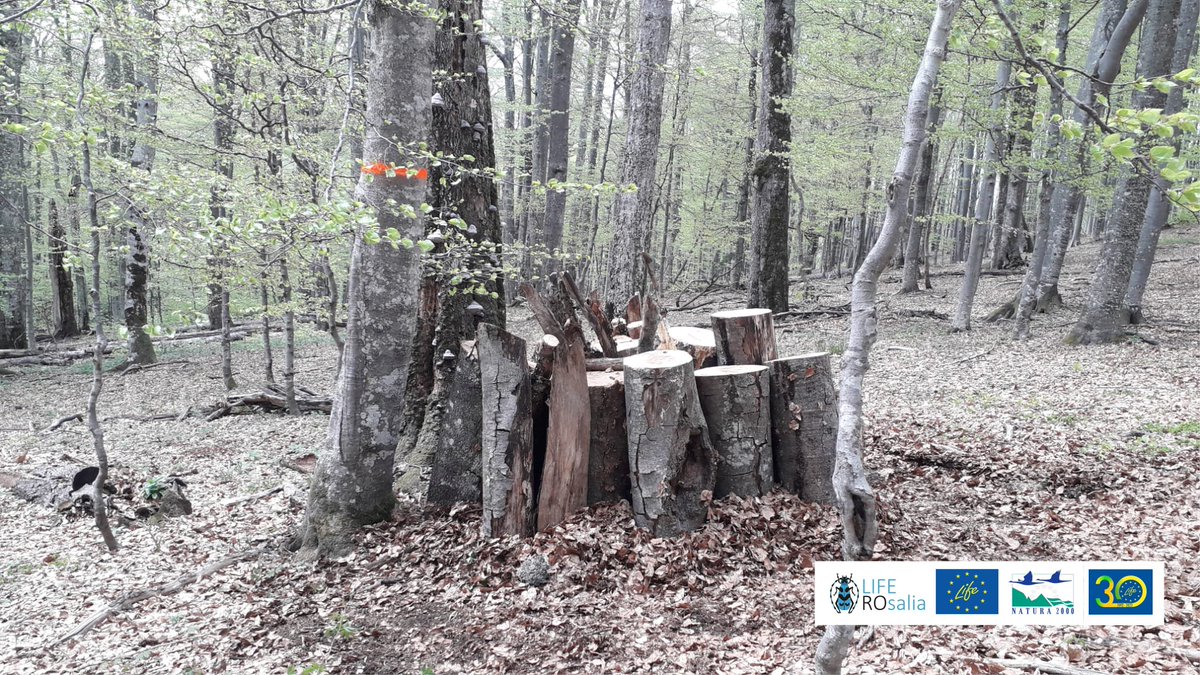 LIFENatROsalia's tweet photo. Stopping and reversing the trend of #habitatloss of #saproxylicbeetles in #PutnaVranceaNaturalPark
#conservation #biodiversity #NatureConservationExperience
@LIFEprogramme #LIFENature
#APMVrancea #PVNPadministration #CCMESI #ACDB https://t.co/QvlrbNK5iX