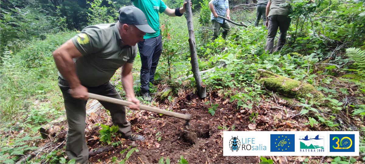 LIFENatROsalia's tweet photo. Stopping and reversing the trend of #habitatloss of #saproxylicbeetles in #PutnaVranceaNaturalPark
#conservation #biodiversity #NatureConservationExperience
@LIFEprogramme #LIFENature
#APMVrancea #PVNPadministration #CCMESI #ACDB https://t.co/QvlrbNK5iX